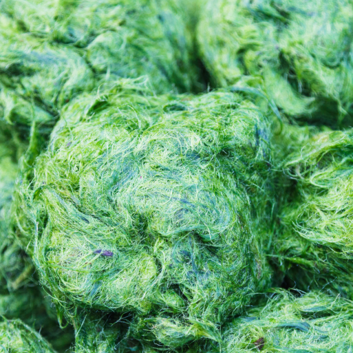 Actief extract van Spirulina microalgen voor de probleemhuid